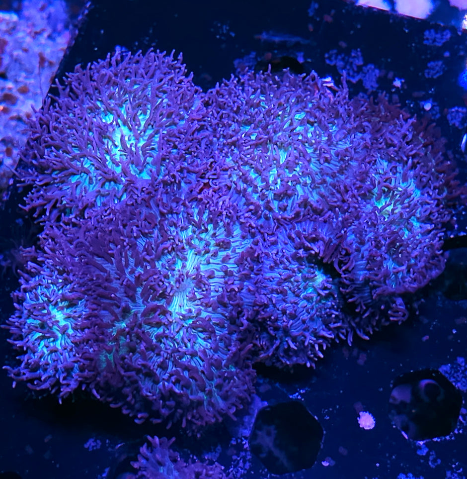 XL Psycho Shag Carpet Mushroom Colony