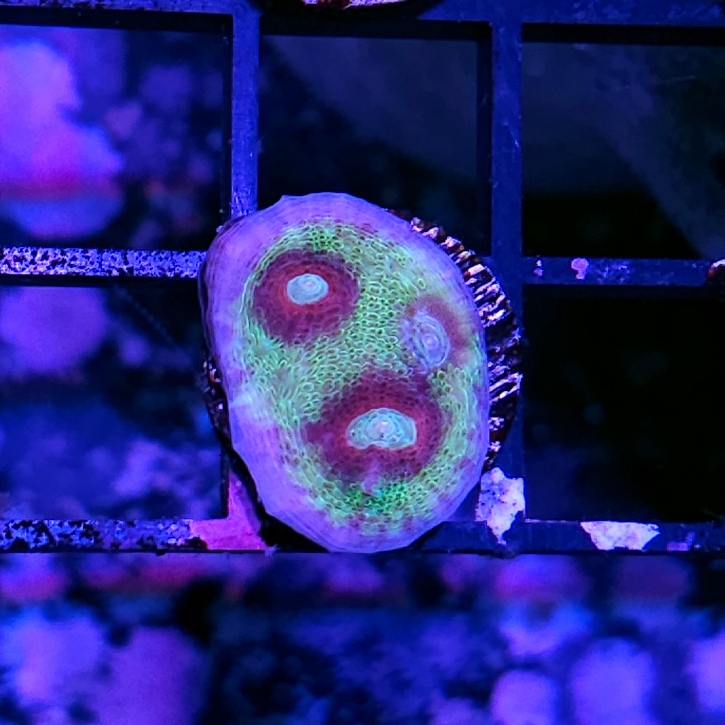 Black Eyed Beauty Chalice