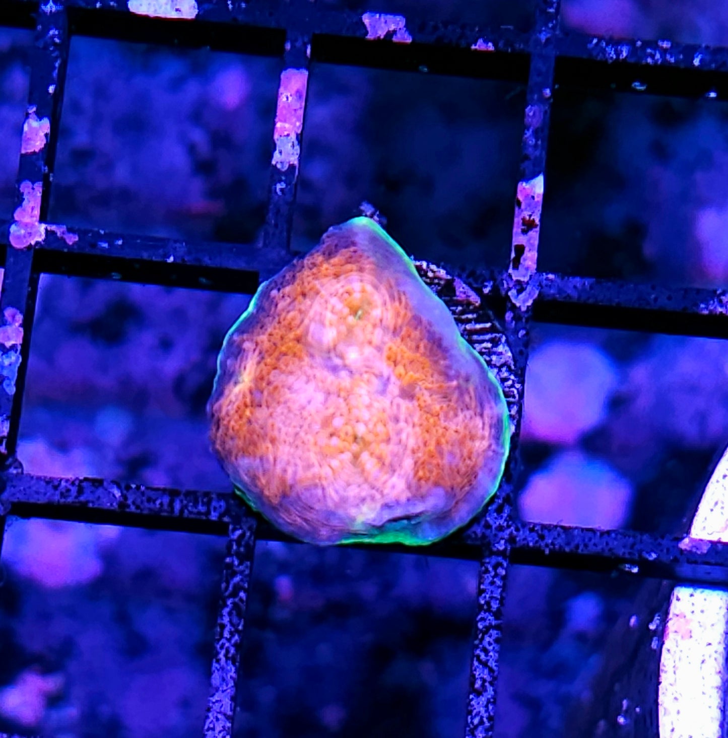 HF Aftershock Acan Echinata