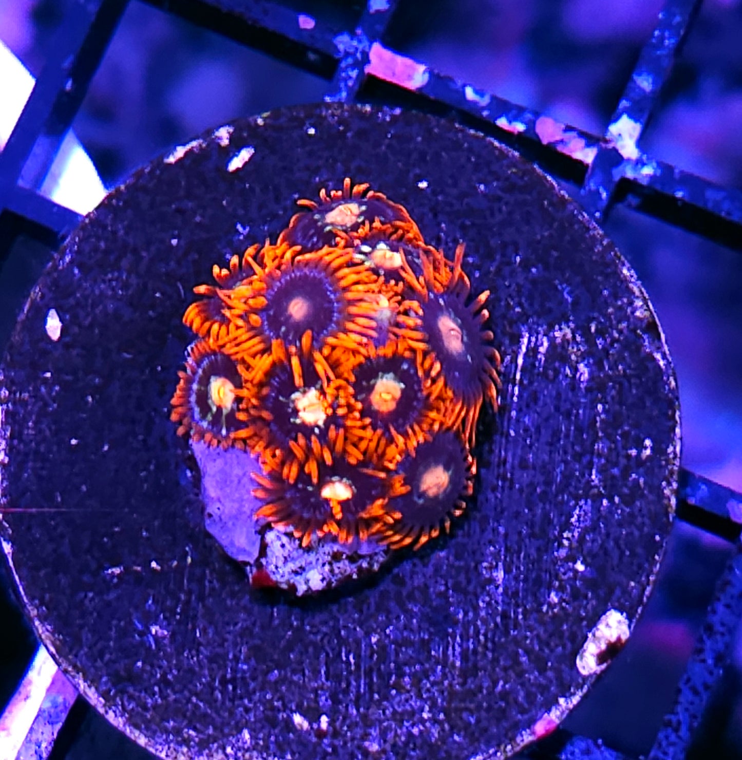 Clown Car Zoas