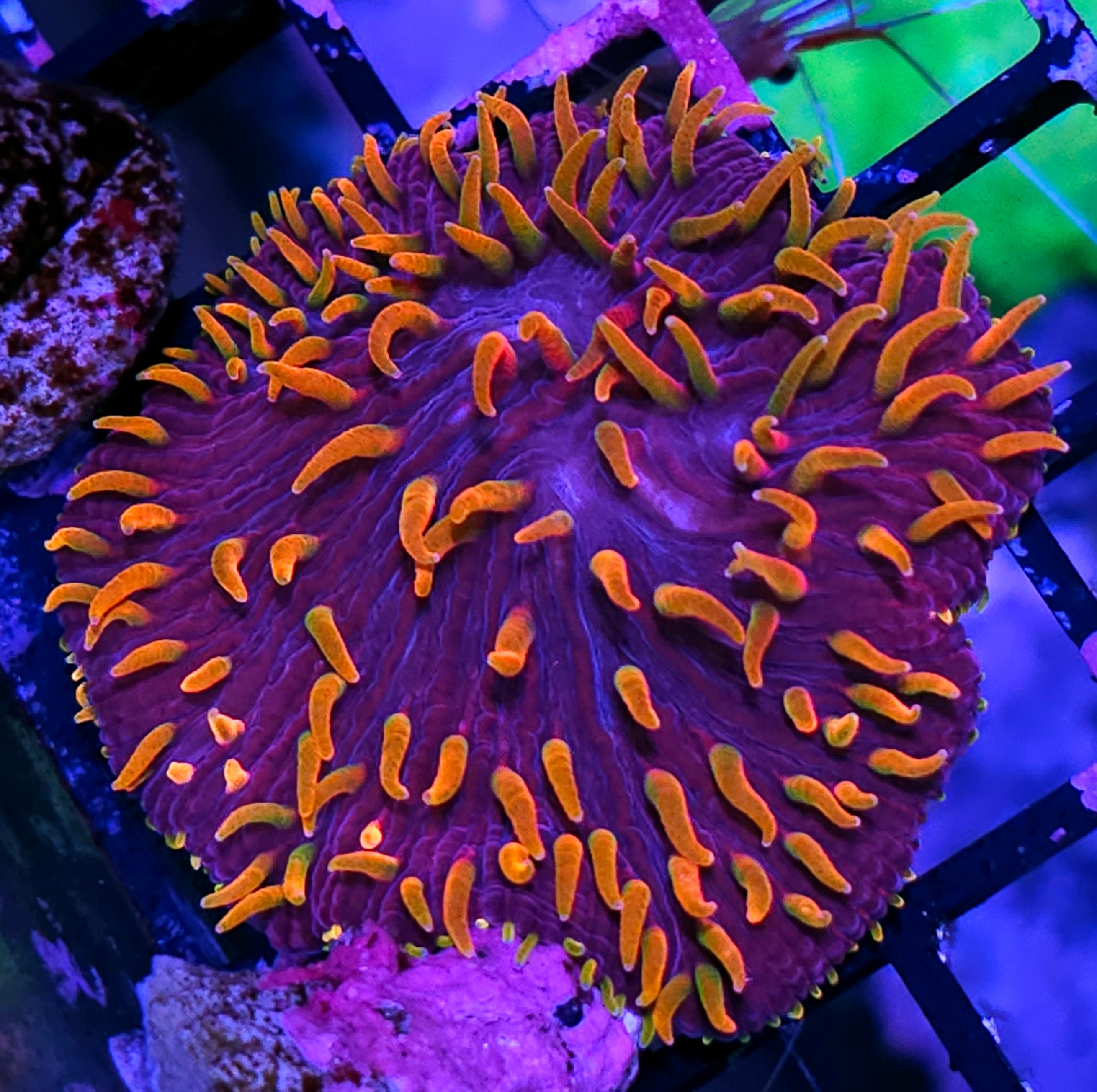 All Coral – Hellfire Frags