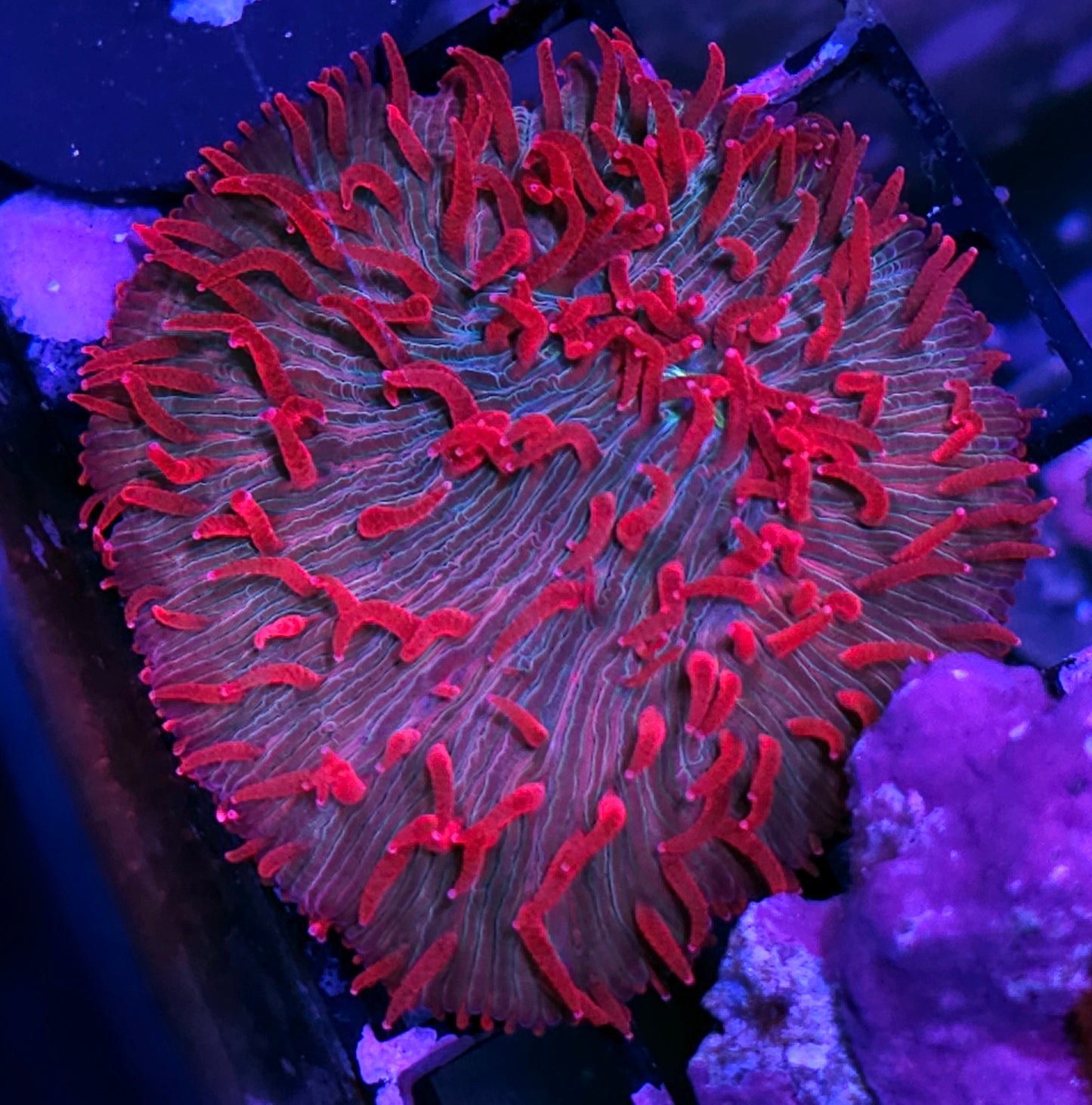 Unicorn Kisses Diaseris WHOLE COLONY