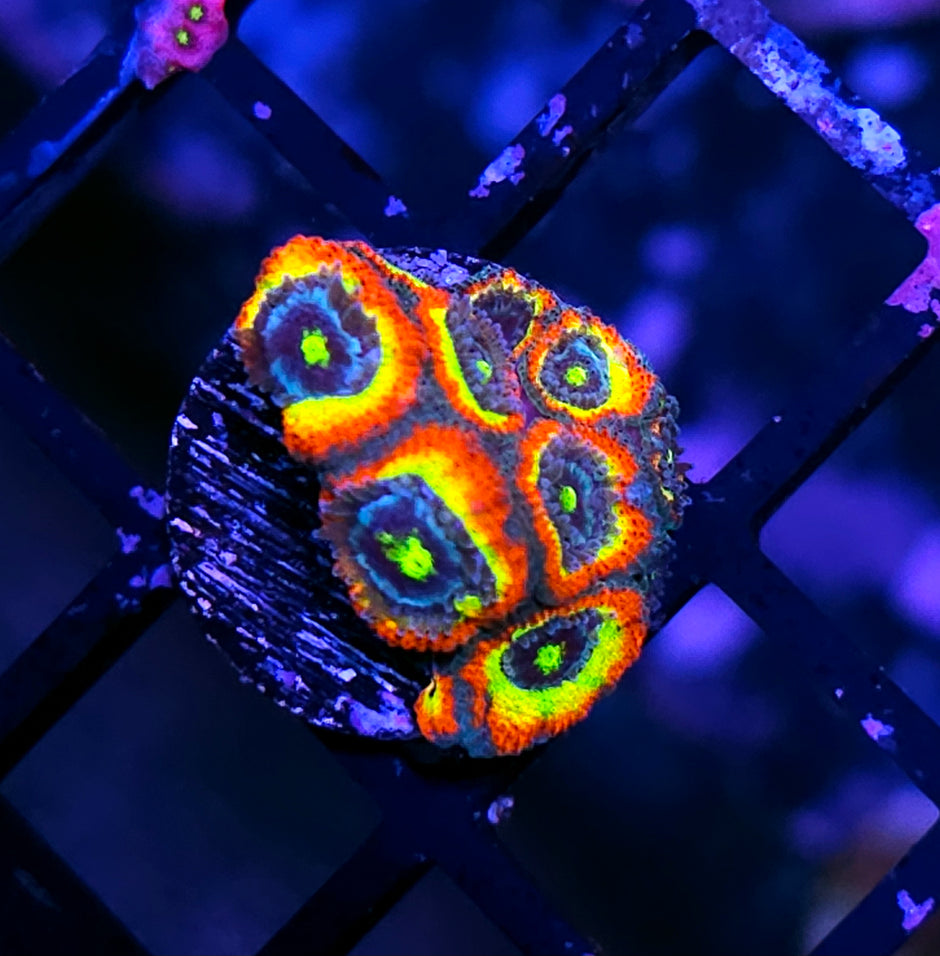 HF Holy Grail Micromussa Amakusensis