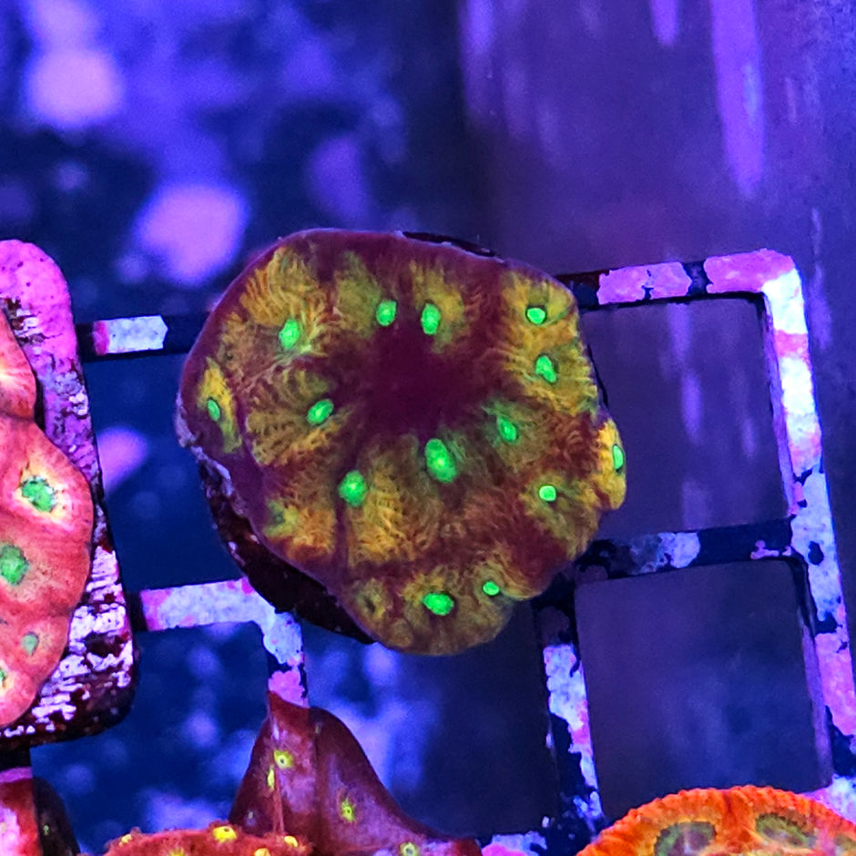 Jack O Lantern Favites