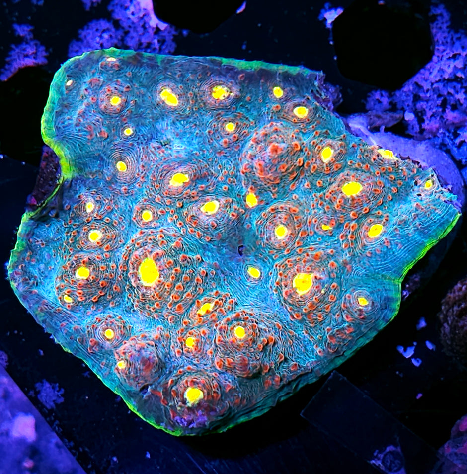 Purgatory Chalice Colony 🔥😳