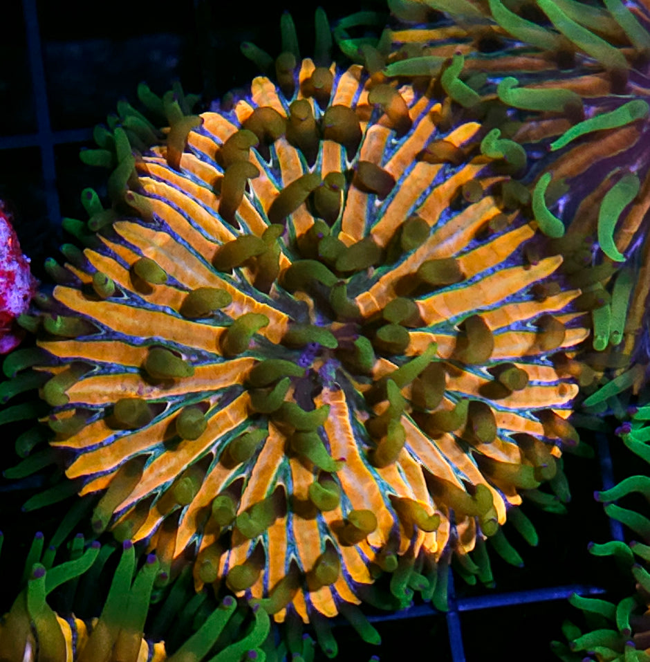 HF Baja Berserk Fungia Plate