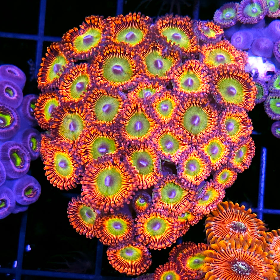 Bowser Zoa Colony 😱