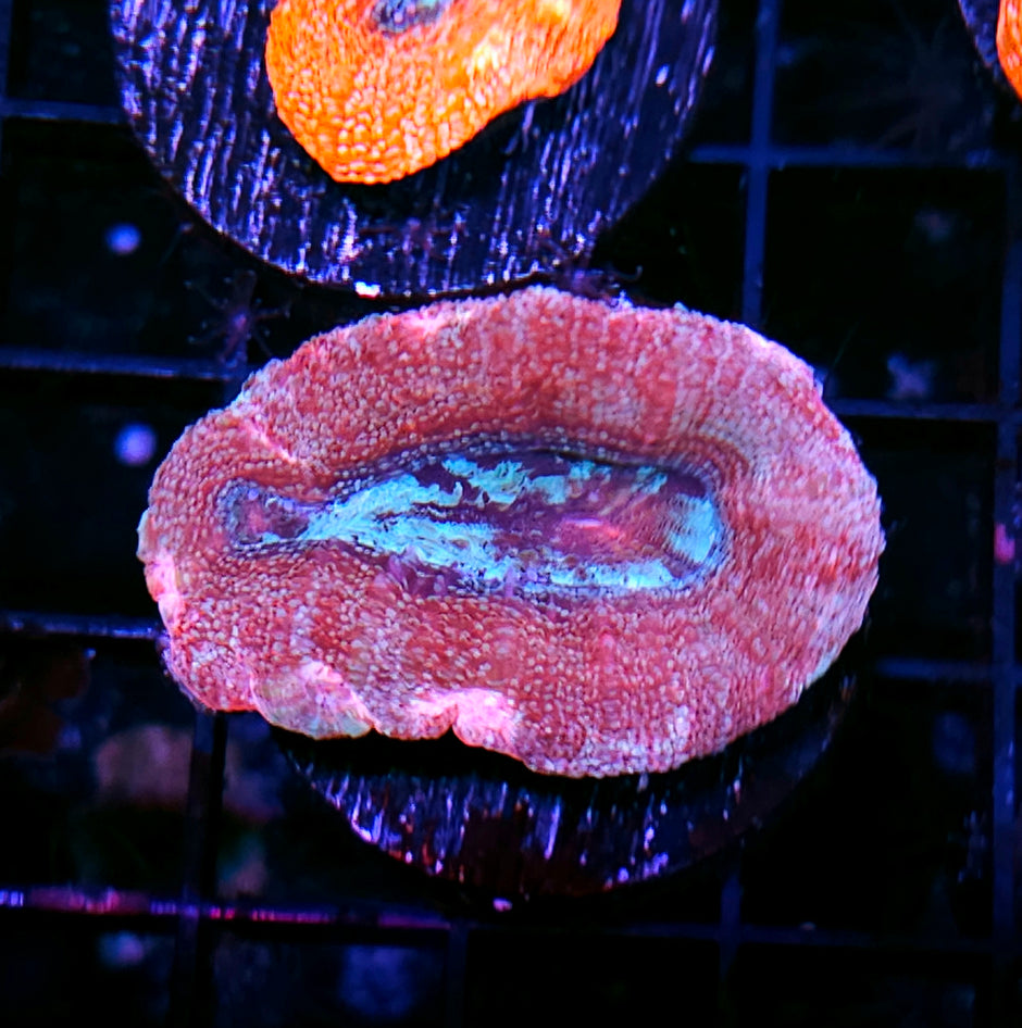 Galaxy Pink Bowerbanksi