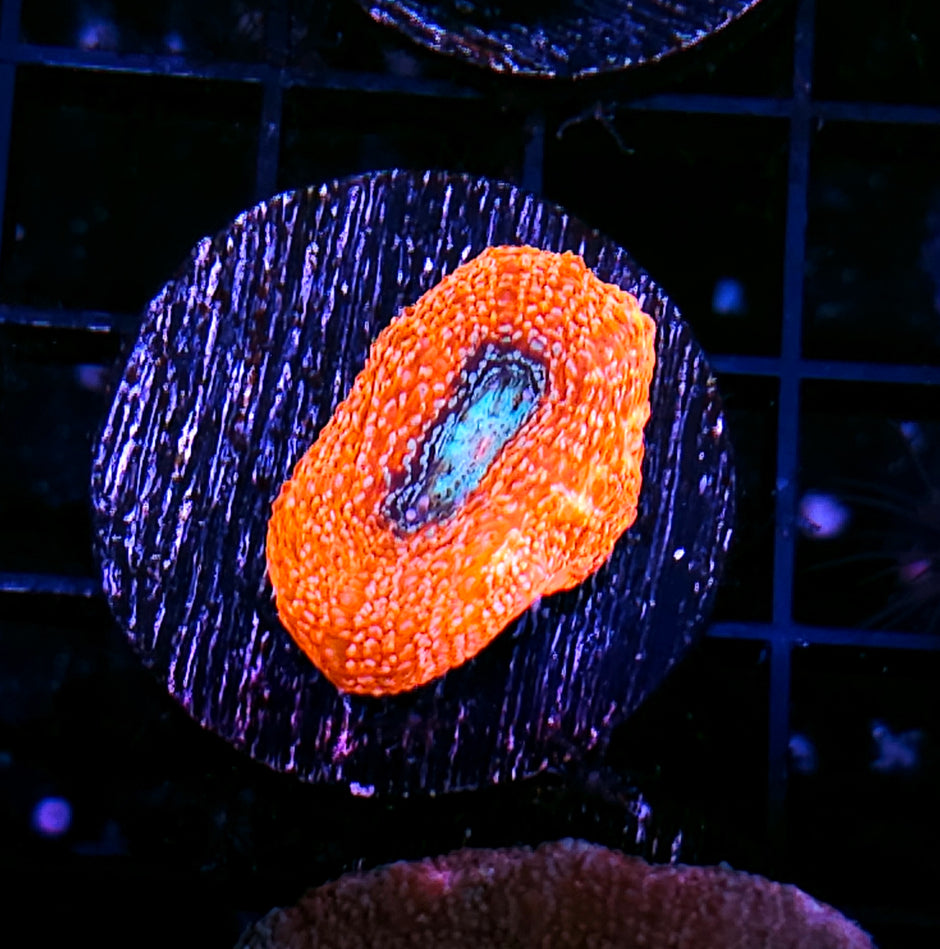 Imploding Oceans Bowerbanksi