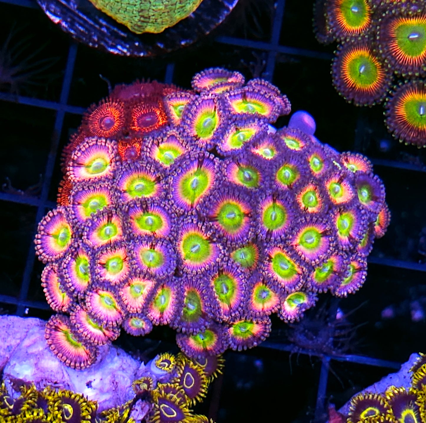 Rainbow Implosion and Armageddon Zoa Colony