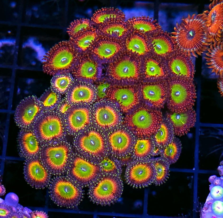 Pennys Rainbows and Candy Apple Red Zoa Colony