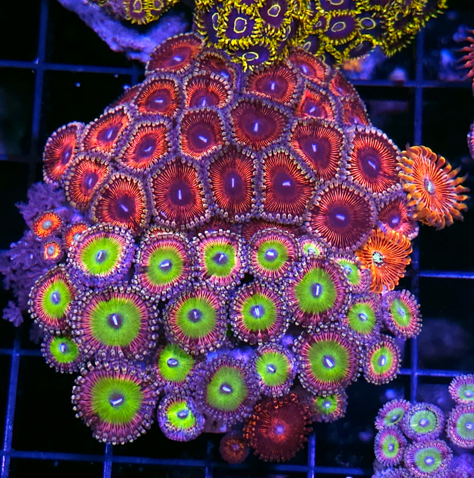 Pink Elephant and Armor of God Zoa Colony