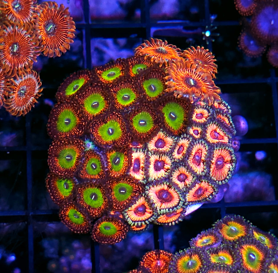 Candy Apple Red,  White Zombie,  and Vamps In Drag Zoa Colony