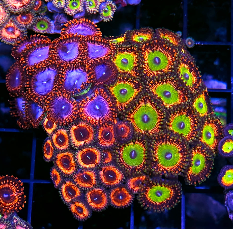Bowser, Solar Flare,  and Spiderman Zoa Colony
