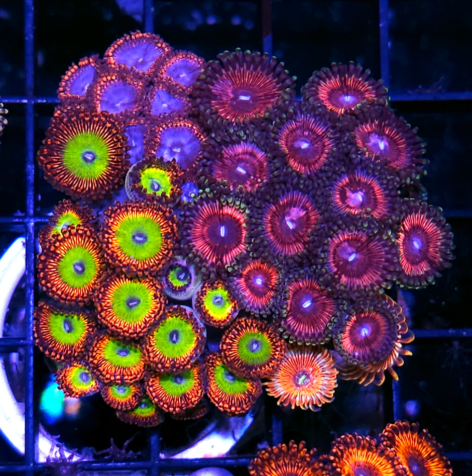 Bowser, Spiderman, White Zombie, and Pink Punch Zoa Colony