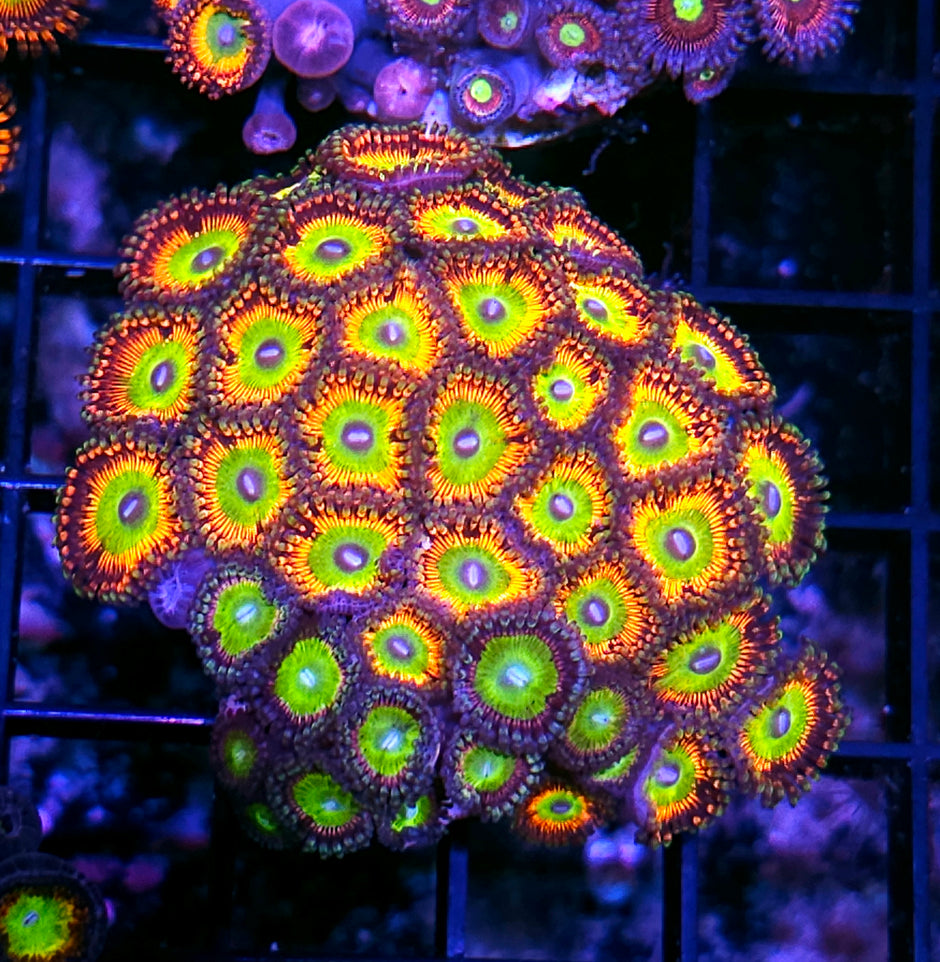 Bowser and Latin Lover Zoa Colony