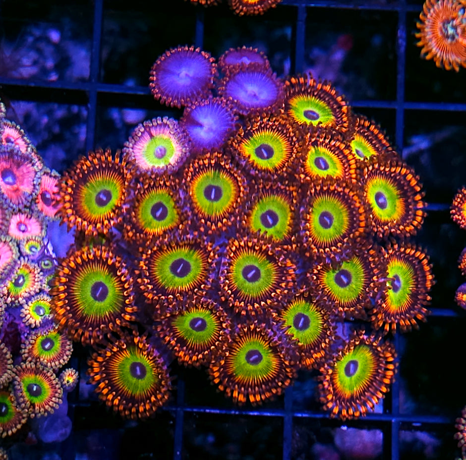 Bowser and Spiderman Zoas