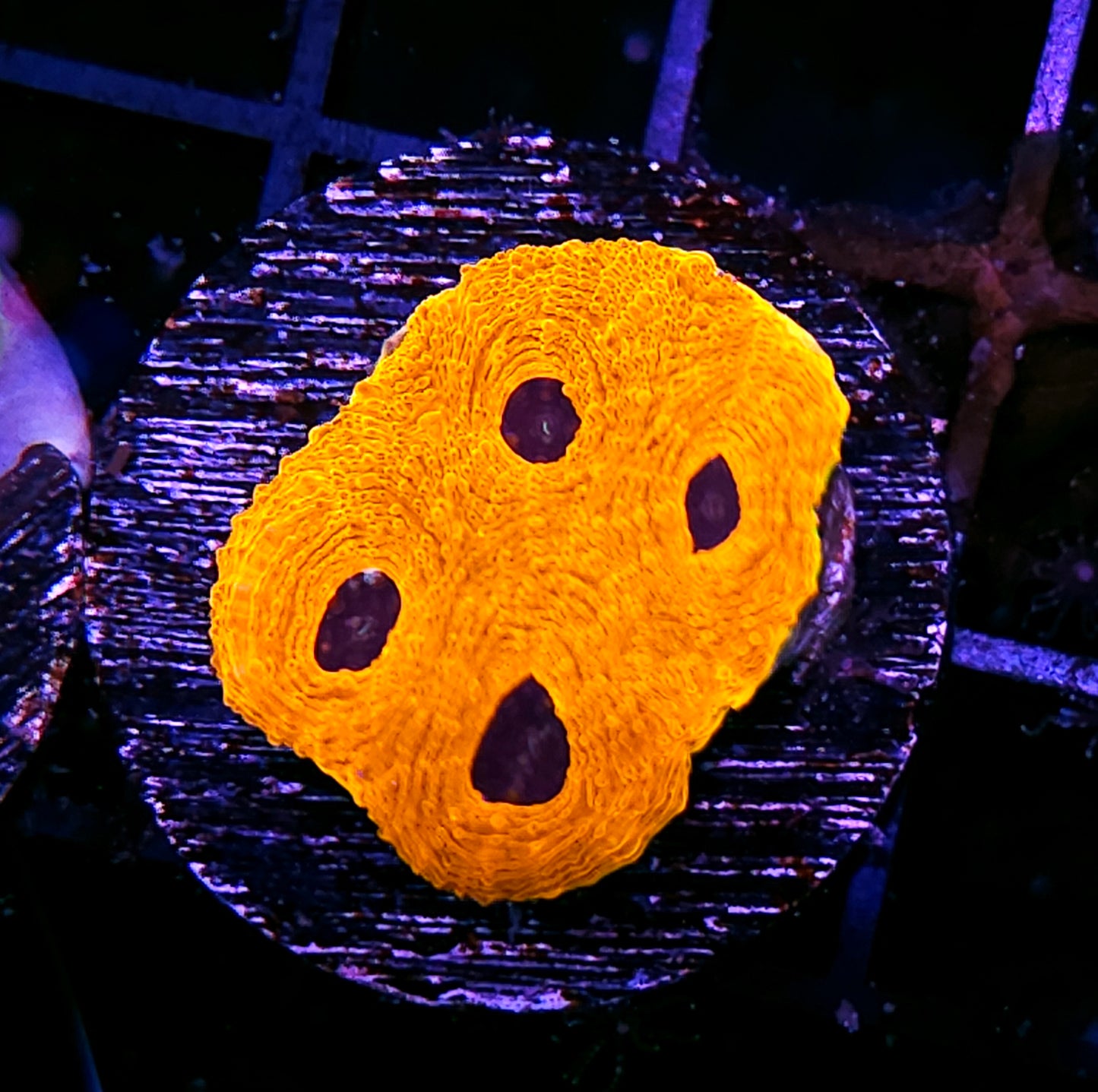 Blackout Acan Echinata