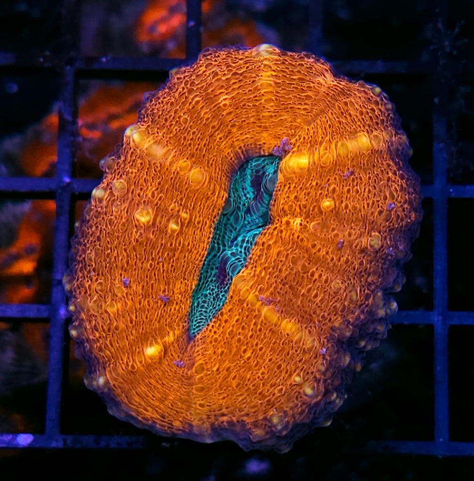 Sunrise Lobophyllia