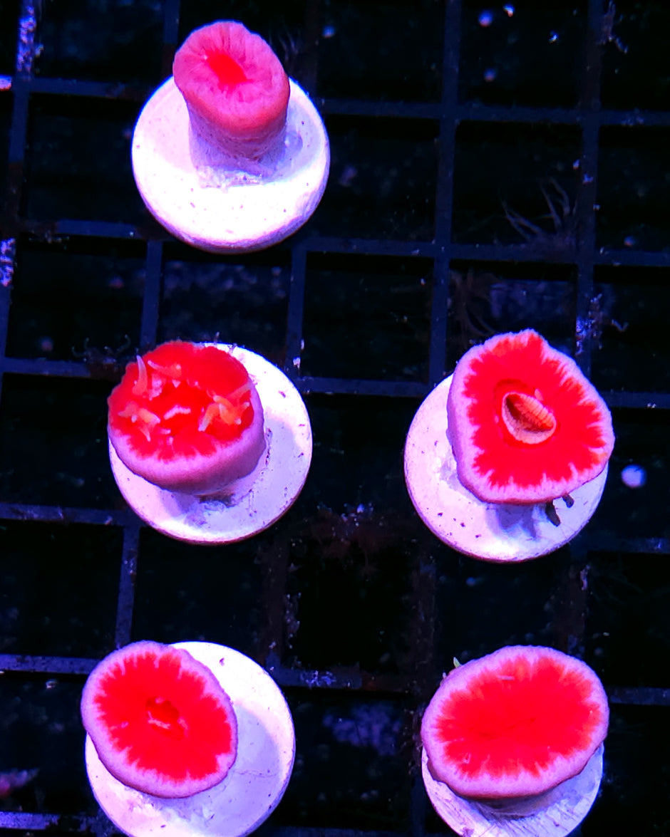 Fat Head Asian Dendrophyllia NOT WYSIWYG OUR PICK