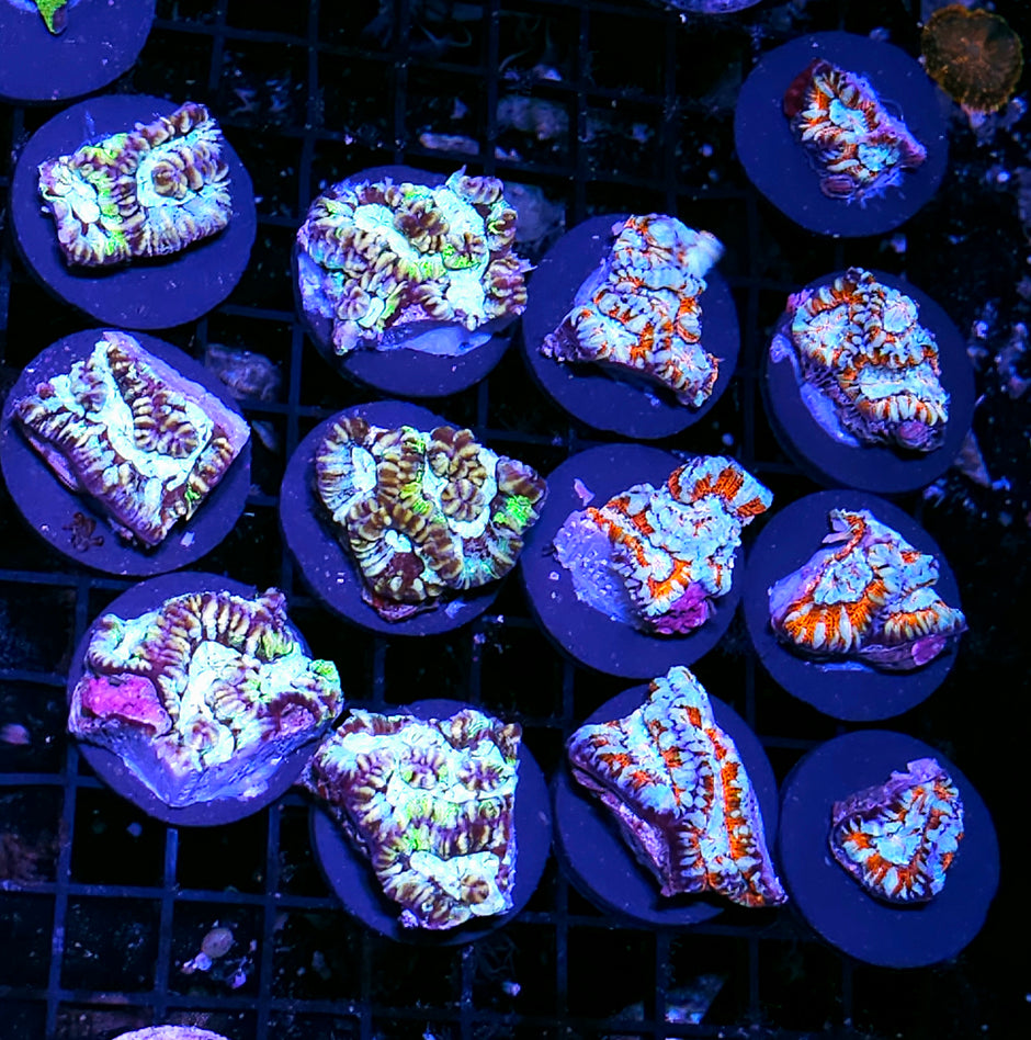 Symphyllia Wilsoni 2 Pack NOT WYSIWYG OUR PICK