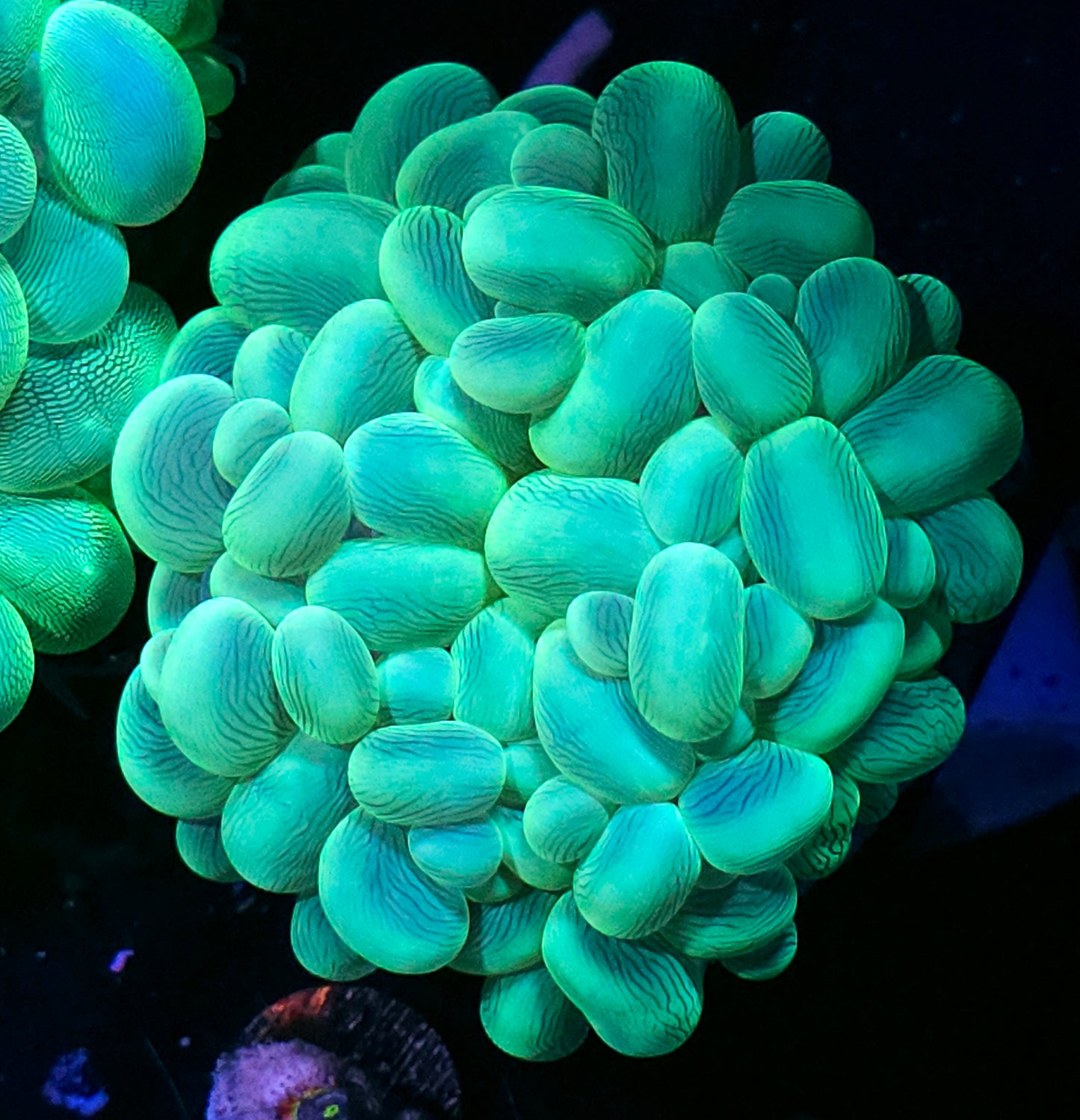Toxic Green Bubble Coral