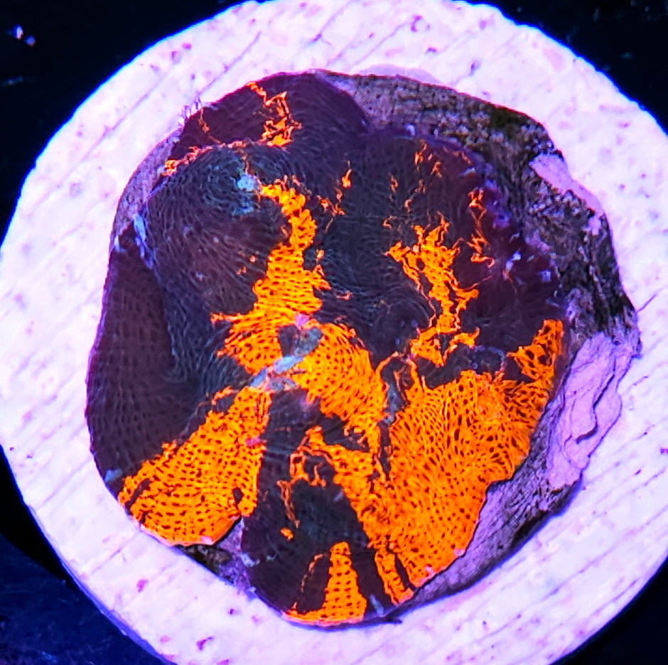 HF Heaven and Hell Rainbow Chalice Colony