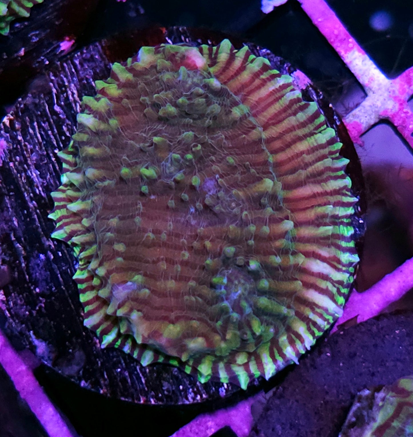 Escaped Convict Chalice