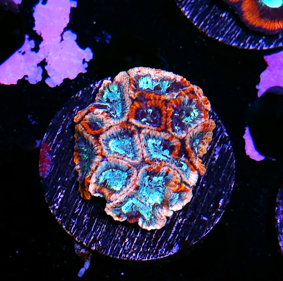 Corvos Stained Glass Micro Favia