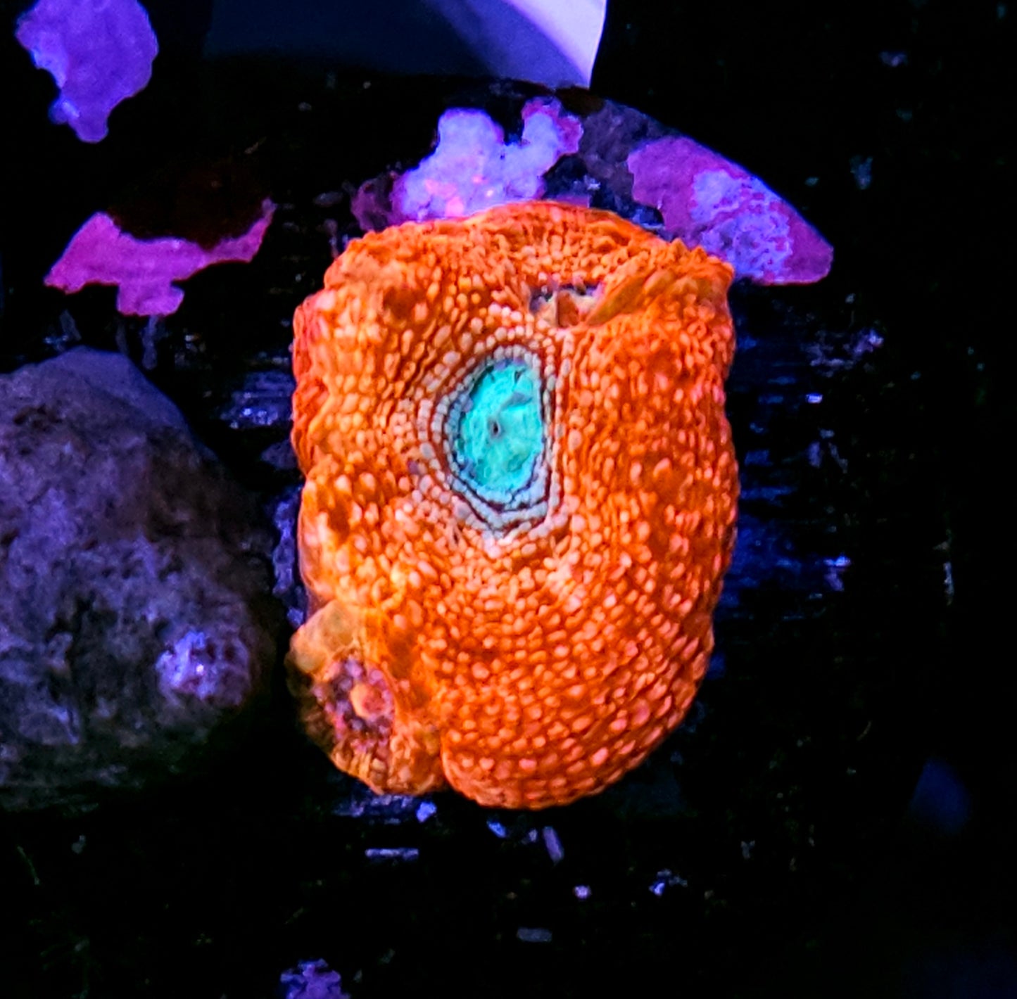 Ocean Eye Bowerbanksi