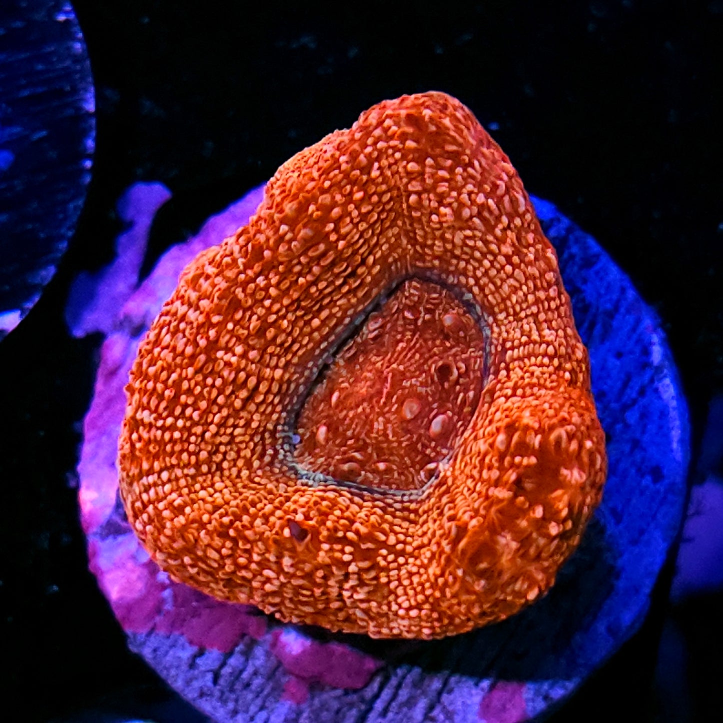 Pink Sparks Bowerbanksi