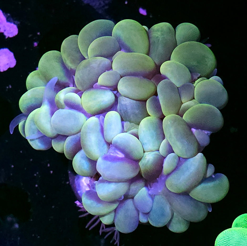 Funky Golden Green Bubble Coral