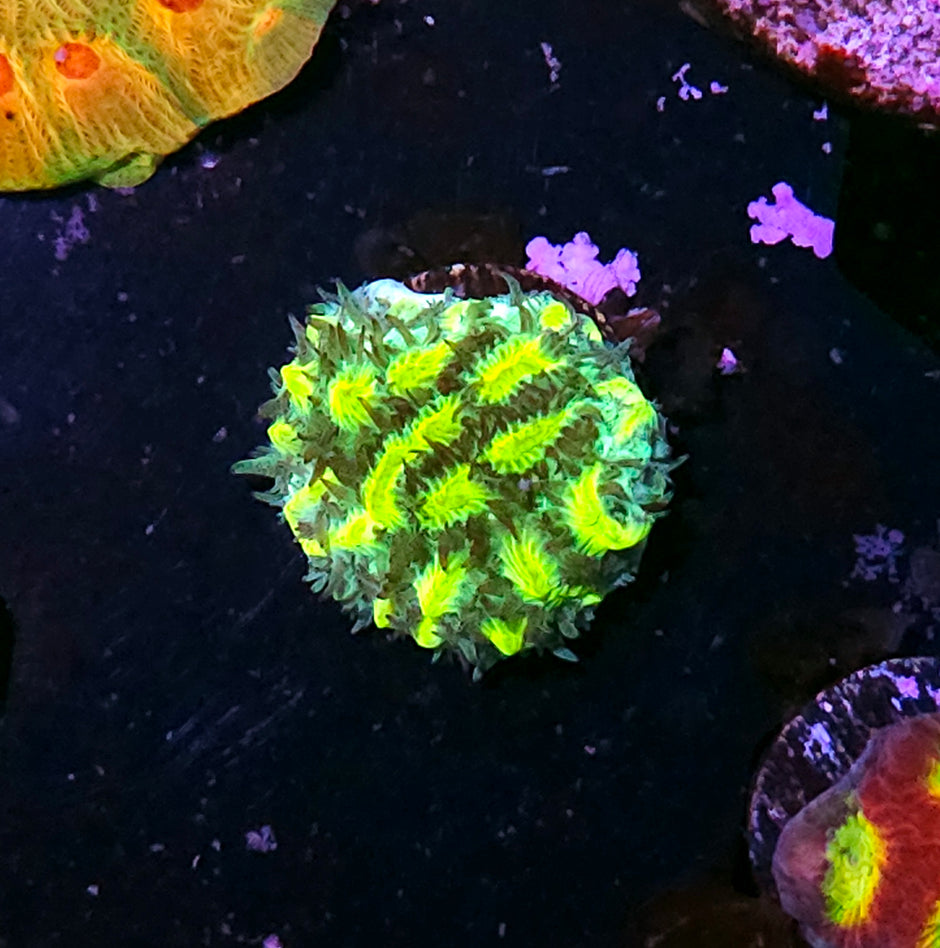 Interceptor Hydnophora