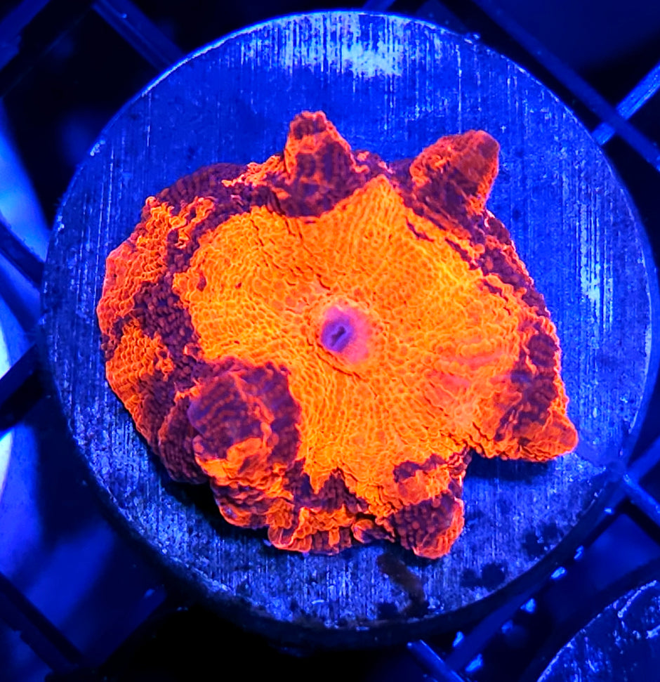 Deadpool Jawbreaker Mushroom