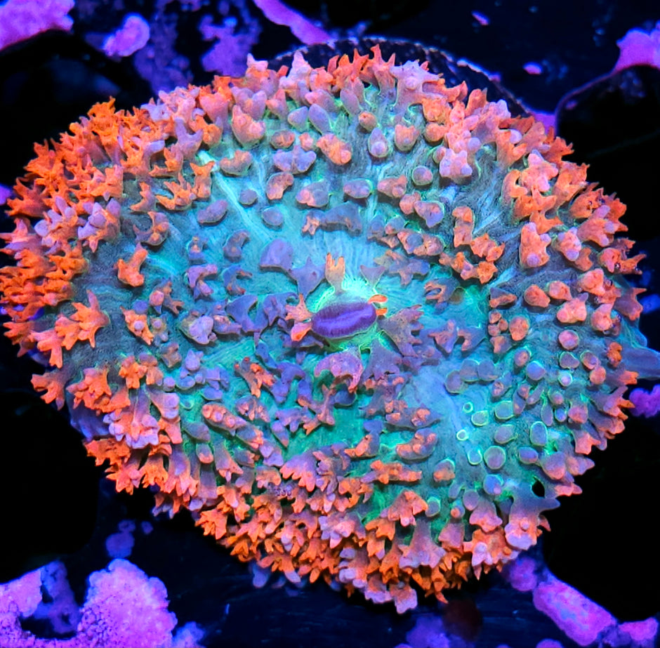 Pop Rocks St Thomas Mushroom