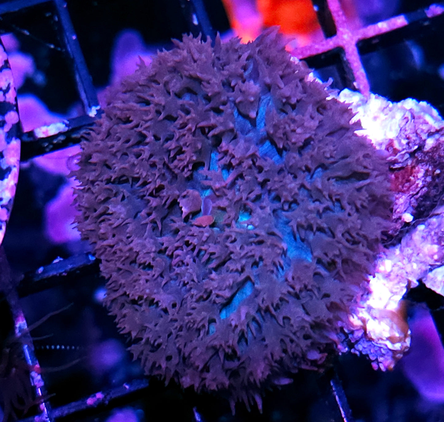 Blue Bomber St Thomas Mushroom