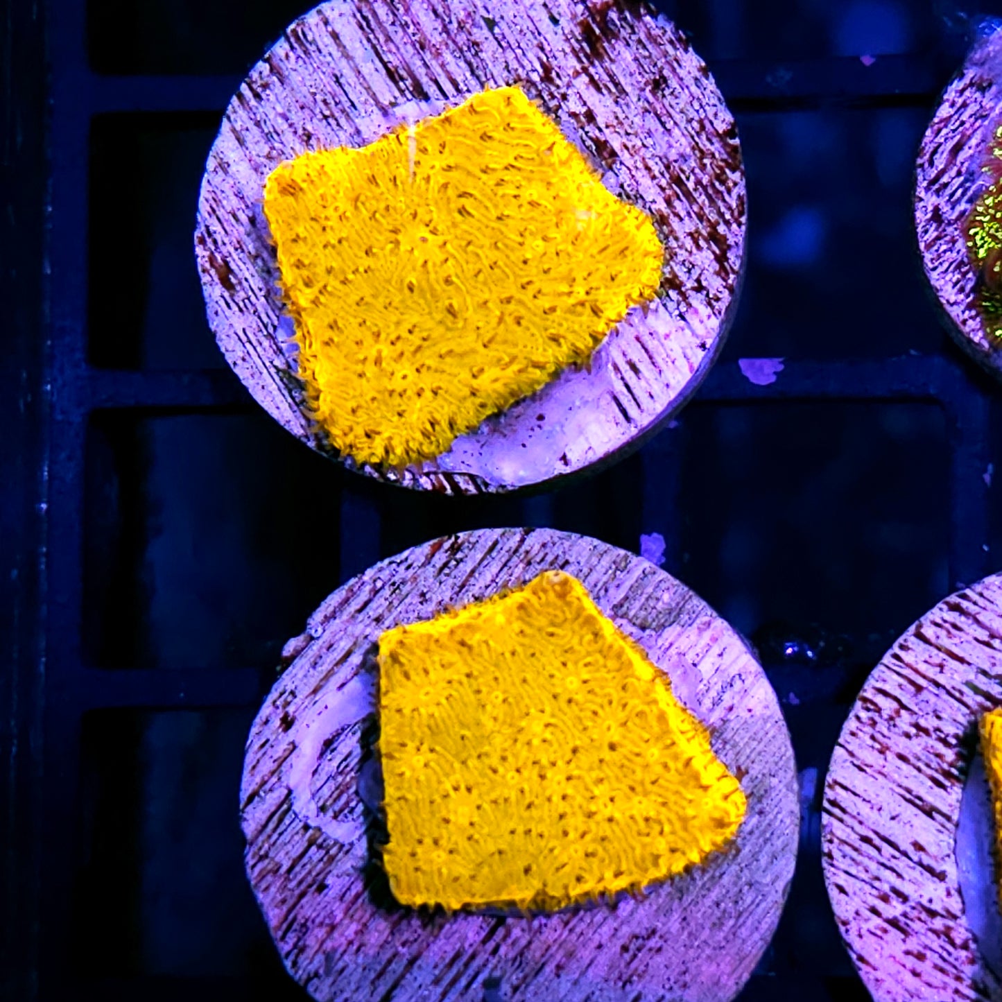 Yellow Lithophyllon NOT WYSIWYG OUR PICK