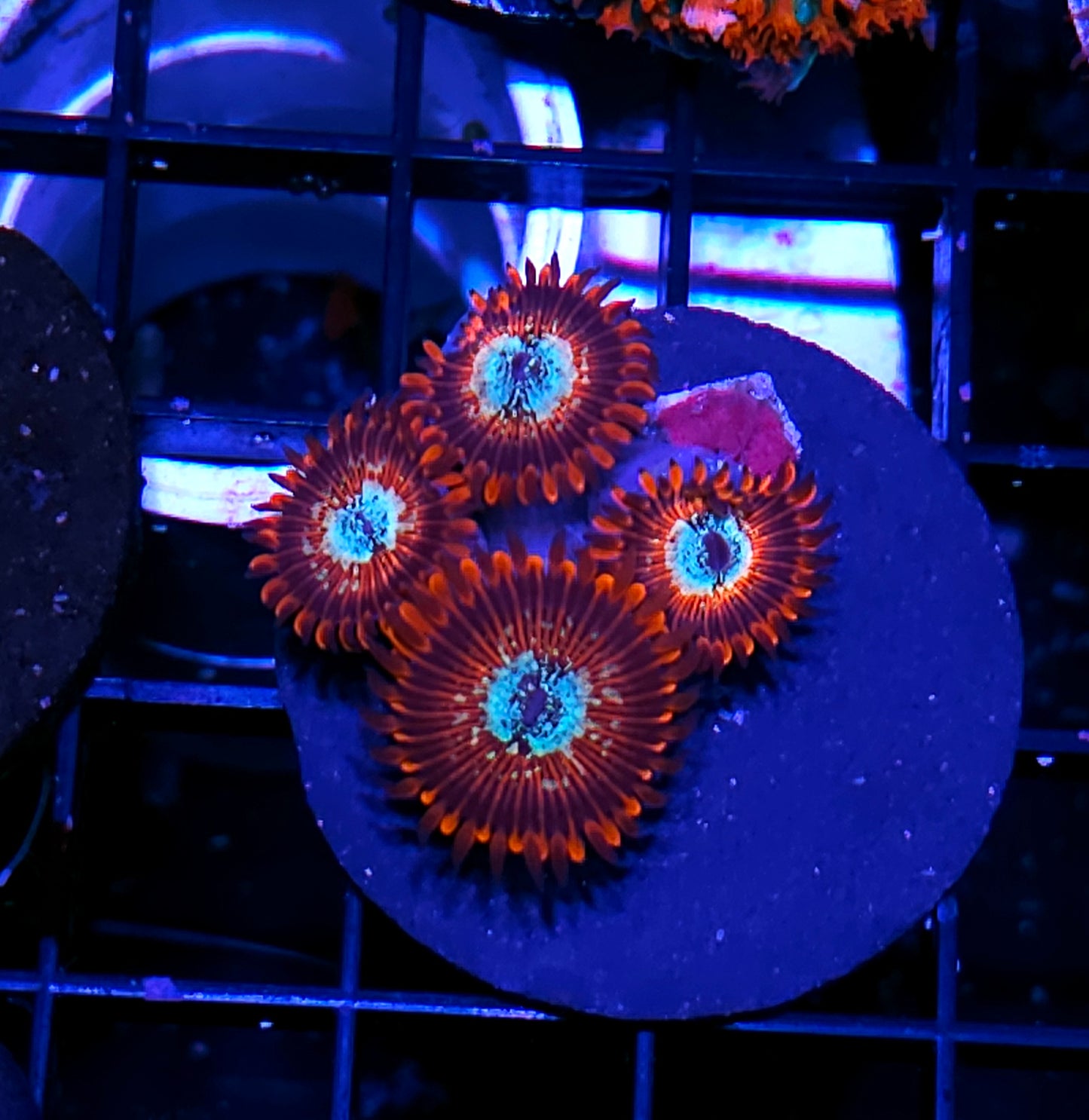 Seduction Zoas