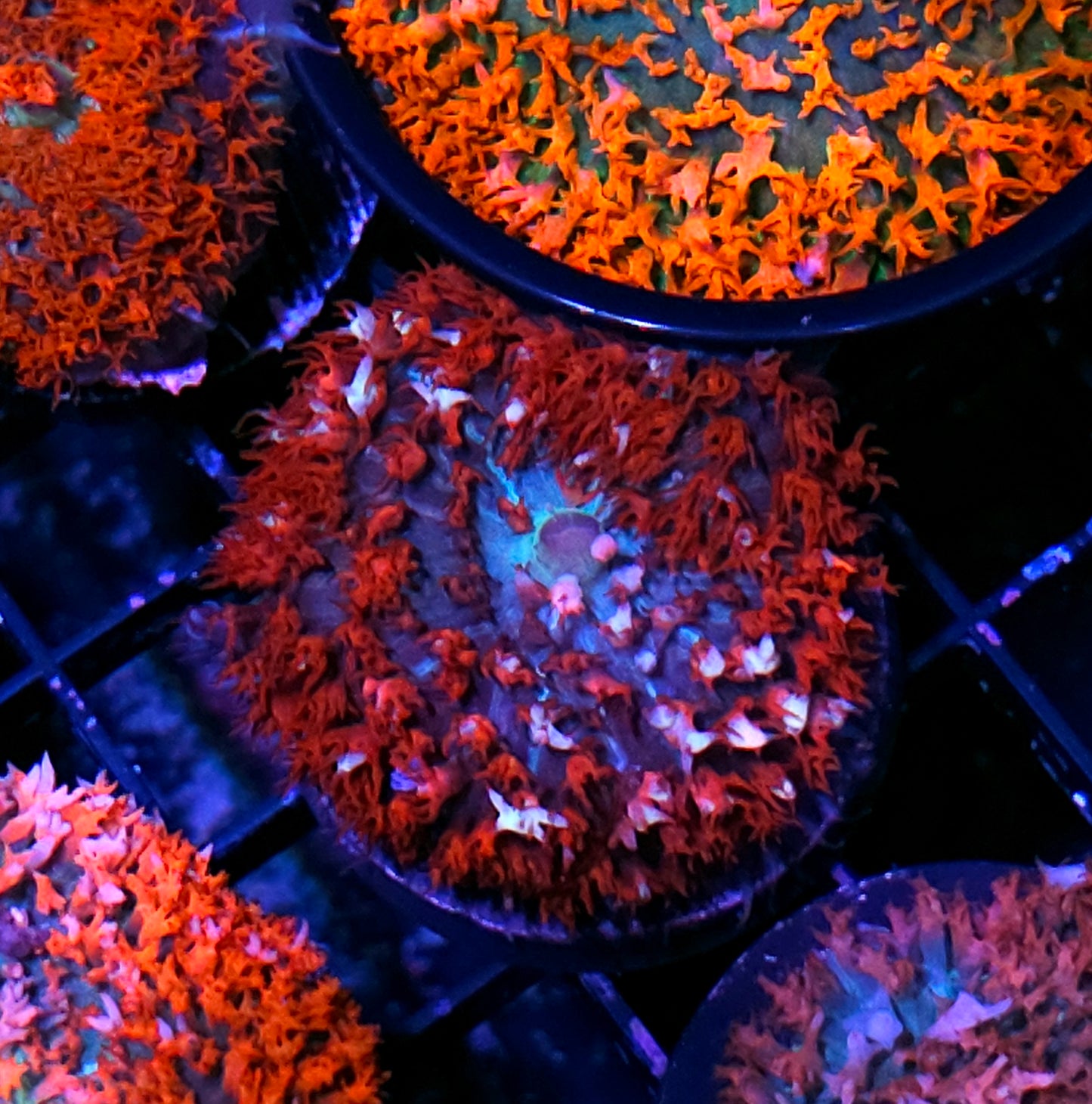 Bad Ass St Thomas Mushroom