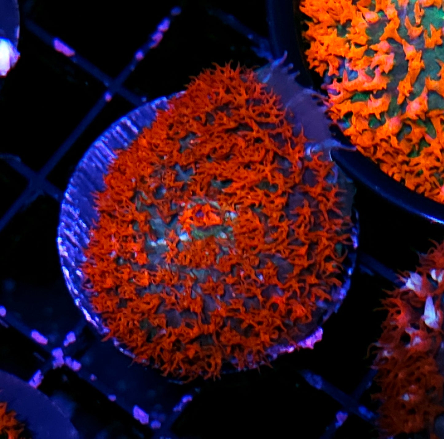 Holy Wow St Thomas Mushroom