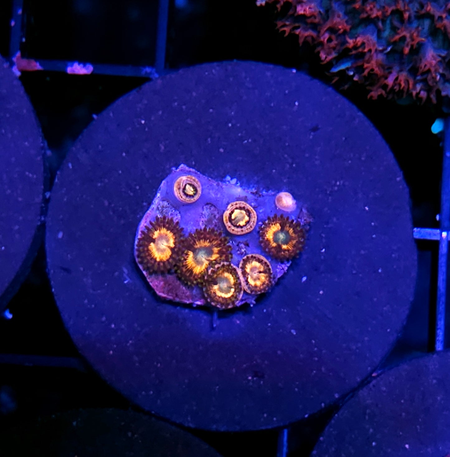 CC Citrus Cooler Zoas