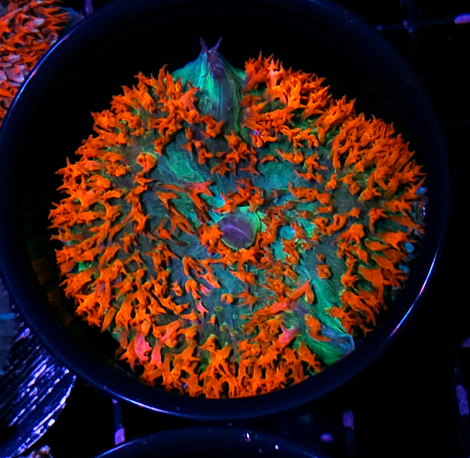 Holy Wow St Thomas Mushroom