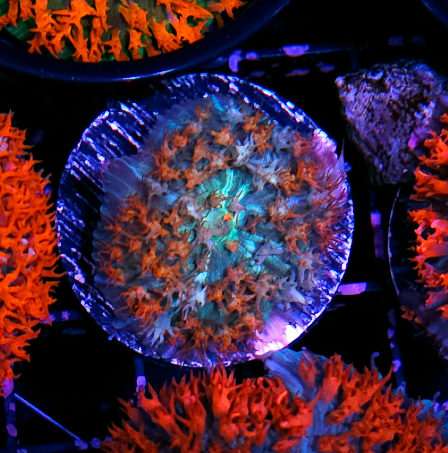 Holy Wow St Thomas Mushroom