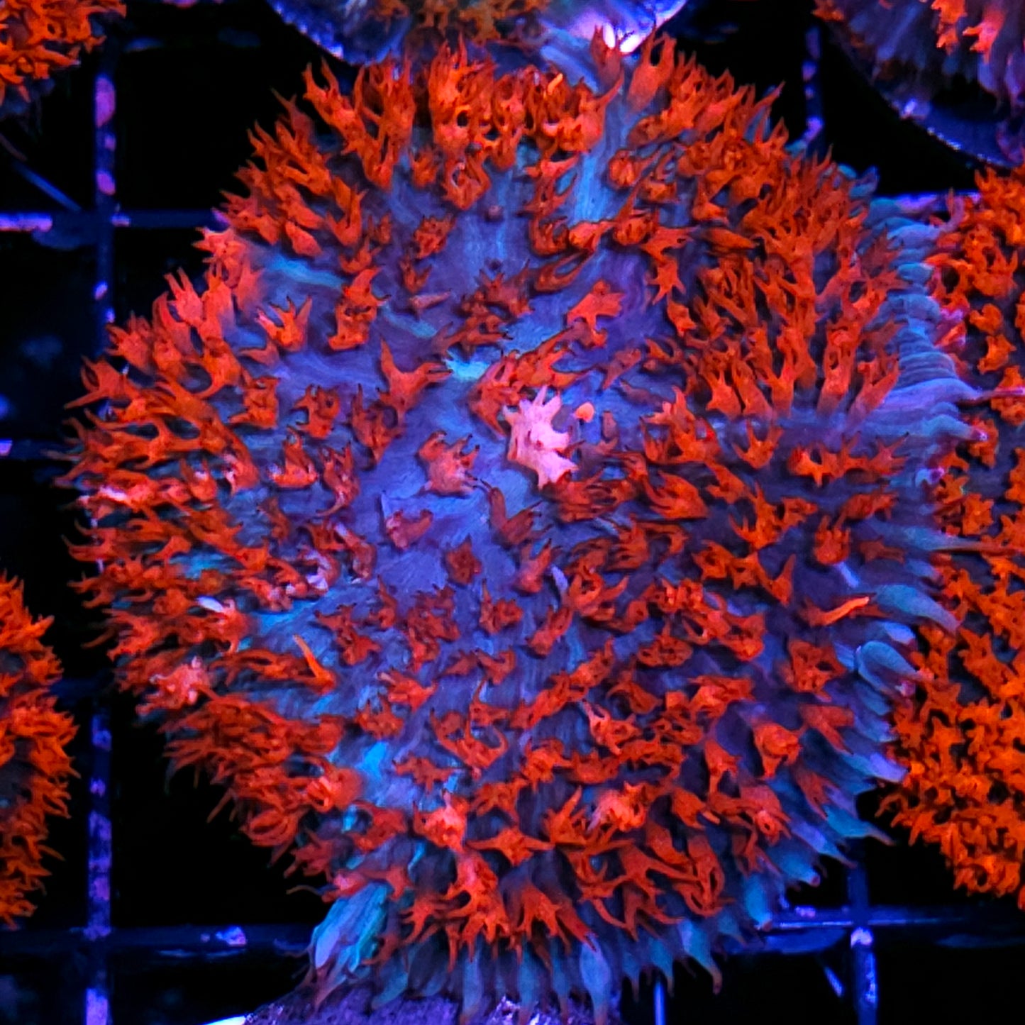 Holy Wow St Thomas Mushroom