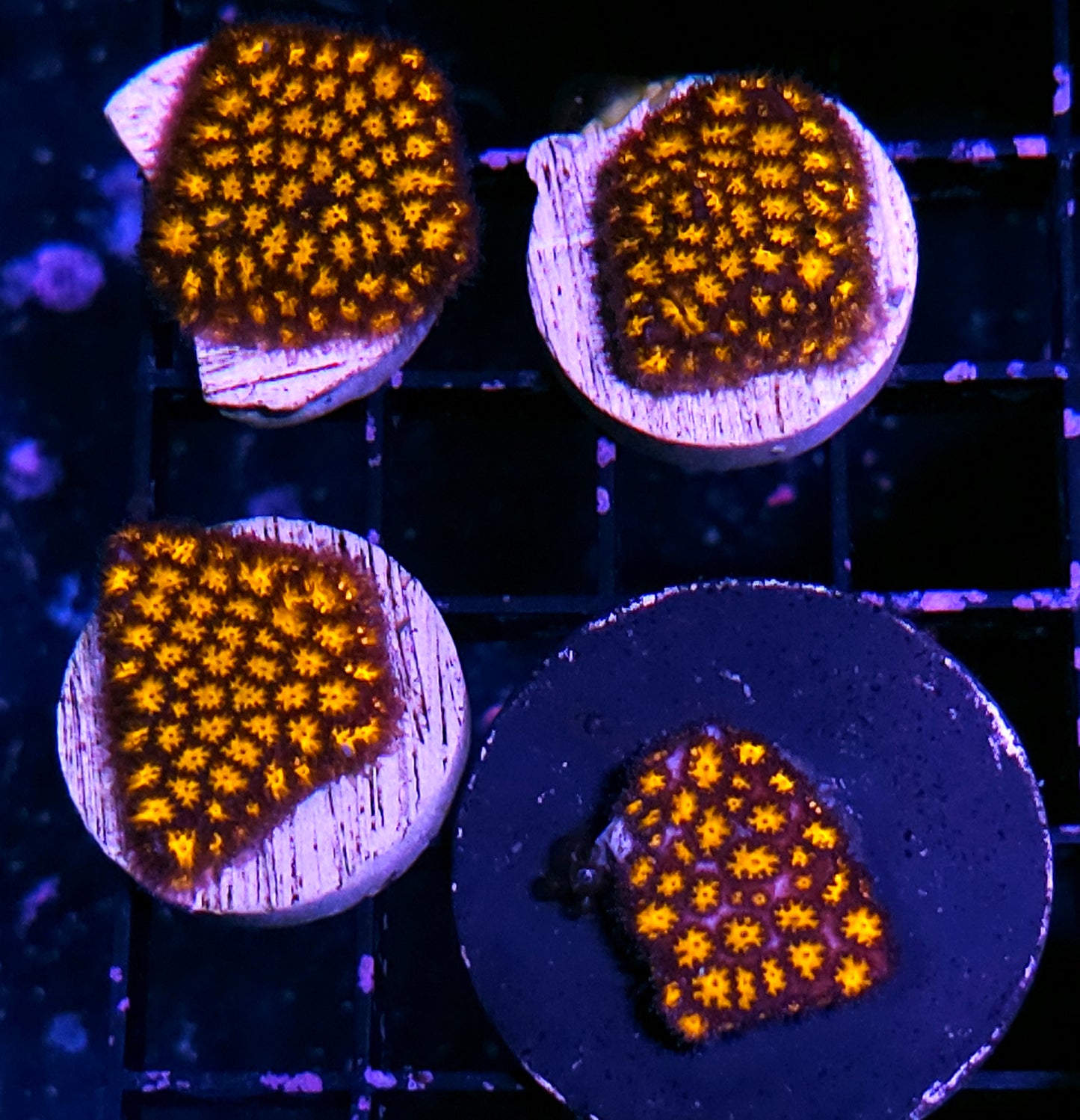 Spitfire Leptastrea NOT WYSIWYG OUR PICK