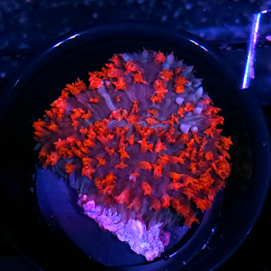 Bad Ass St Thomas Mushroom