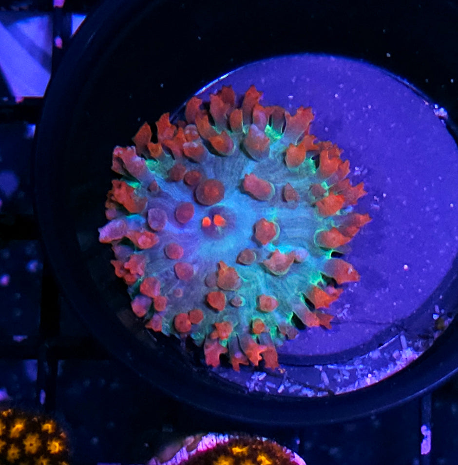 Bad Ass St Thomas Mushroom