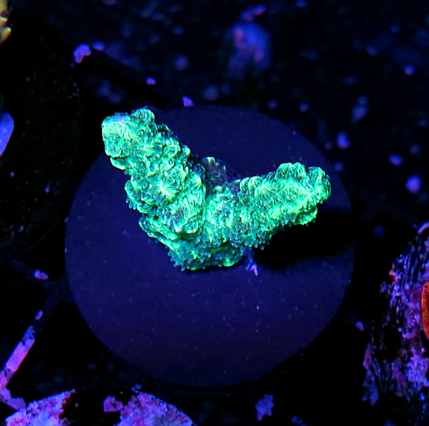 Branching Hydnophora