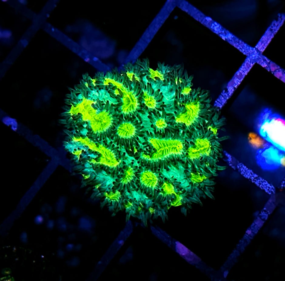 HF Lemon Lime Laserbeams Hydnophora