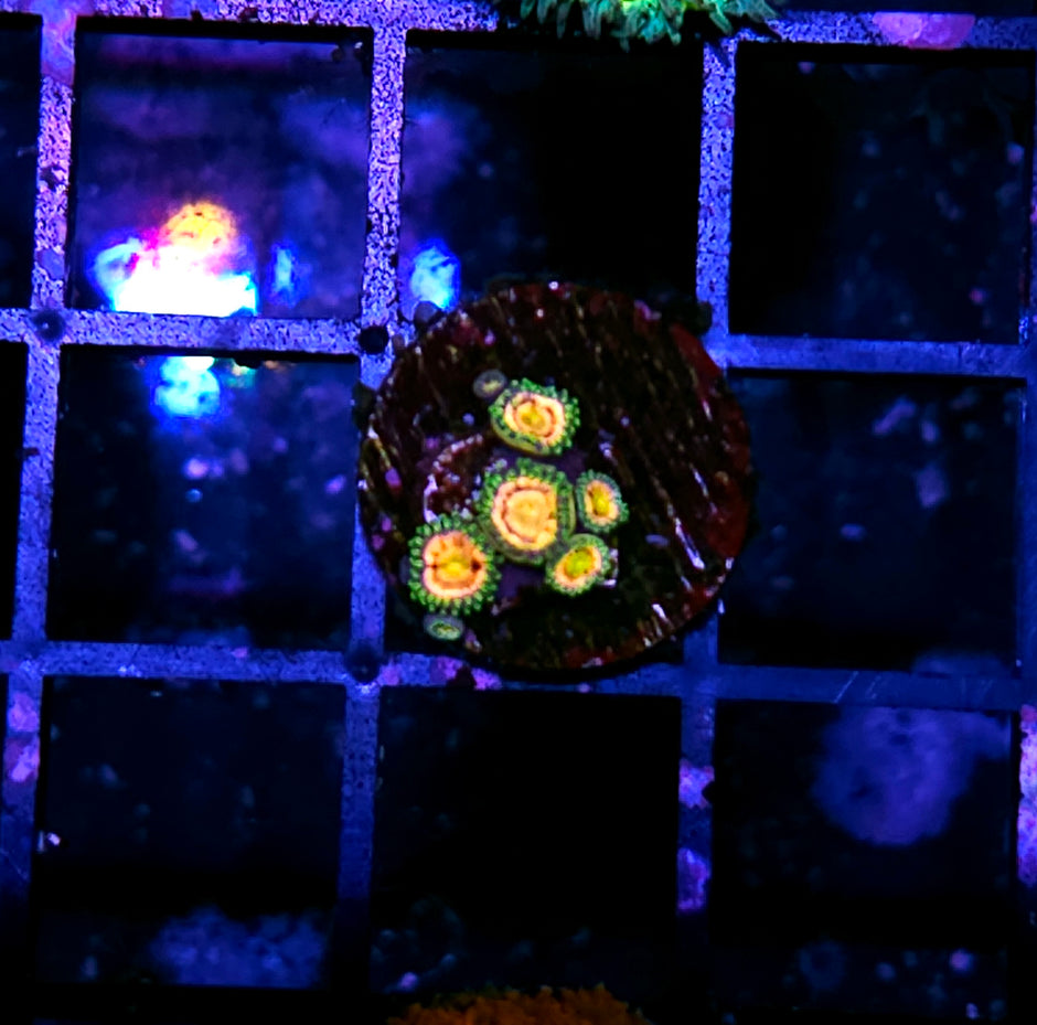 Laser Lemon Zoas
